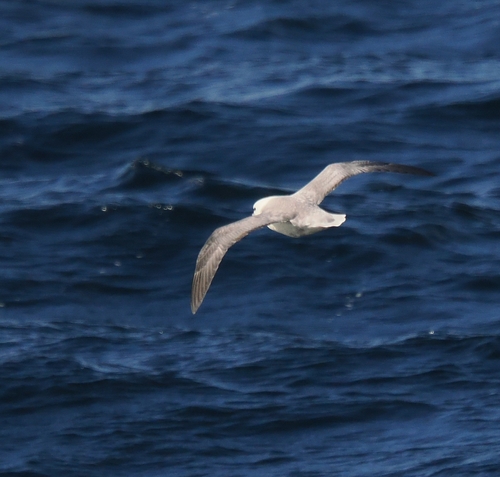 Northern Fulmar