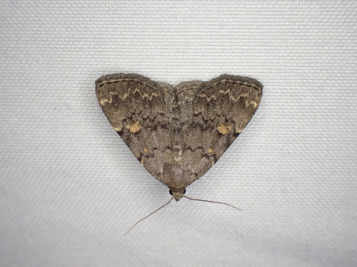Common Idia Moth