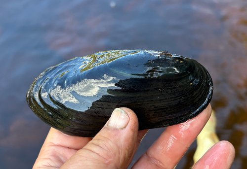 Black Sandshell
