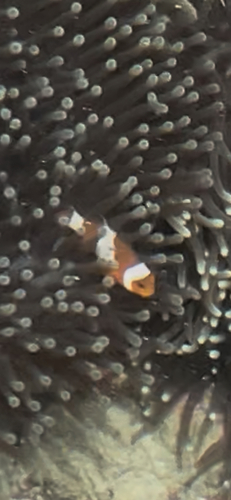 Amphiprion ocellaris