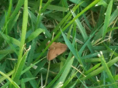 Wedgling Moth