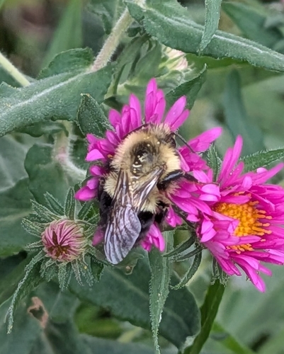 Common Eastern Bumble Bee