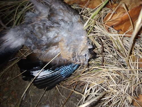 Eurasian Jay