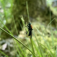 Clitellaria ephippium