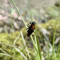 Clitellaria ephippium