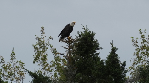 Bald Eagle