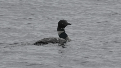 Common Loon