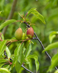 Prunocerasus