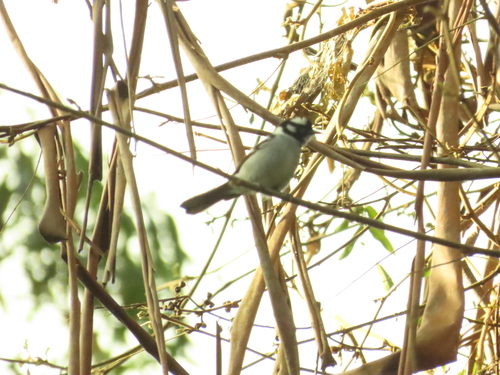 Carterornis leucotis, 2026-09-13