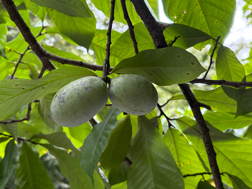 common pawpaw
