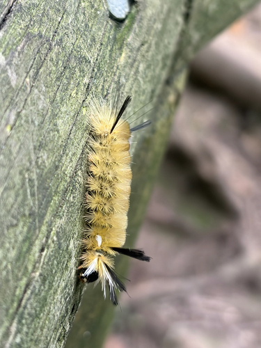 Banded Tussock Moth