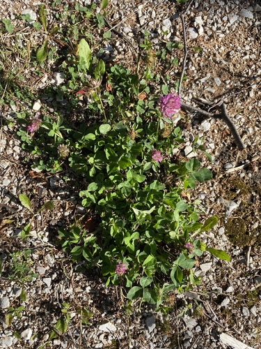 Red Clover