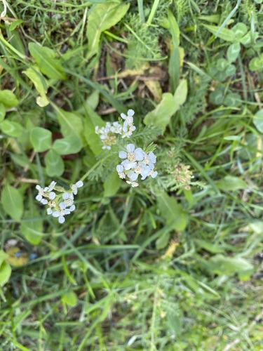 common yarrow