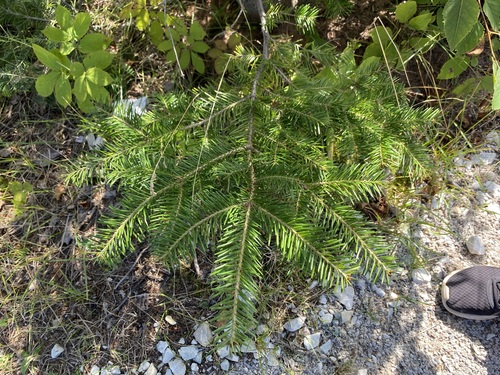 balsam fir