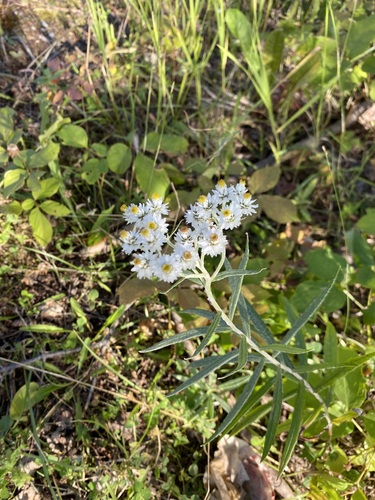 pearly everlasting