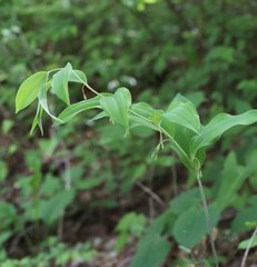 Polygonatum lasianthum