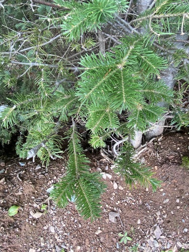 balsam fir