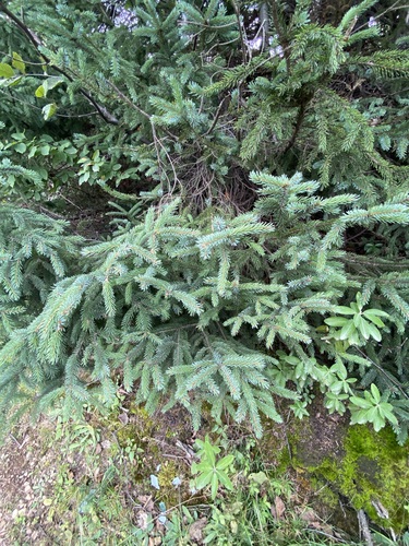 black spruce