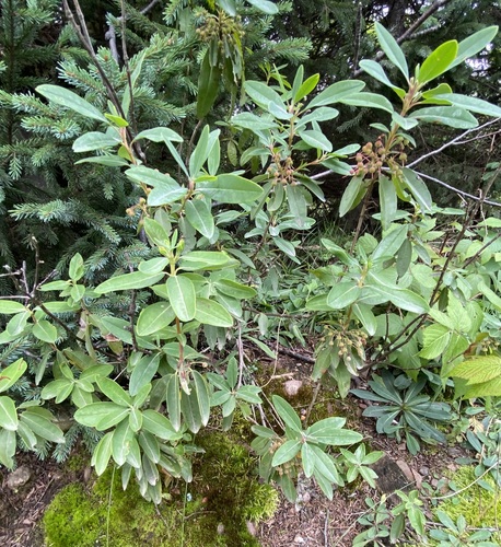 sheep laurel