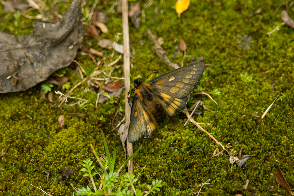 Mimoniadina