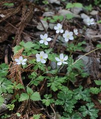 Anemonastrum flaccidum