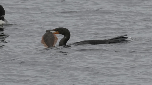Double-crested Cormorant