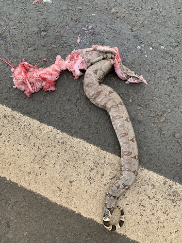 Boa Constrictor