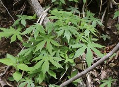 Parasenecio delphiniphyllus