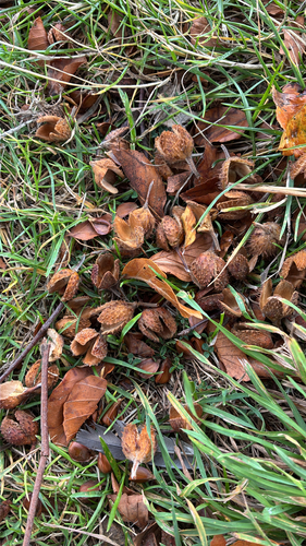 European beech