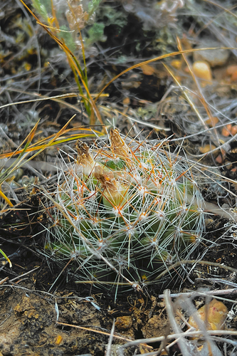 Spinystar