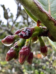 Macleania rupestris, photograph (c) Nicolás Baresch Uribe, some rights reserved (CC BY)