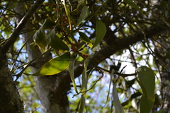 Phoradendron nervosum