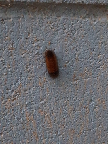 Isabella Tiger Moth