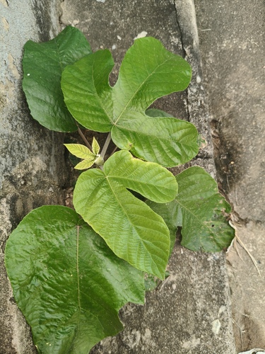 Cecropia concolor