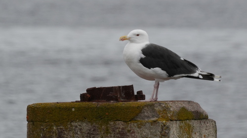 Great Black-backed Gull