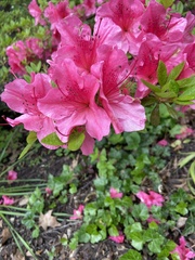 Rhododendron simsii