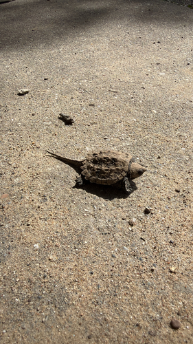 Common Snapping Turtle