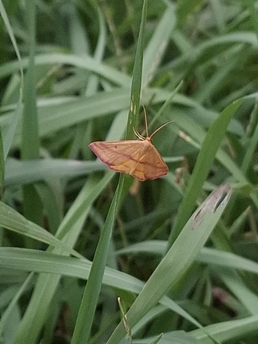 Chickweed Geometer Moth