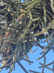 Rhipsalis grandiflora