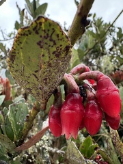 Macleania rupestris