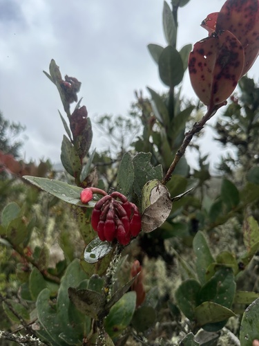 Macleania rupestris, photograph 2