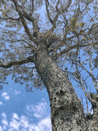 Handroanthus pulcherrimus
