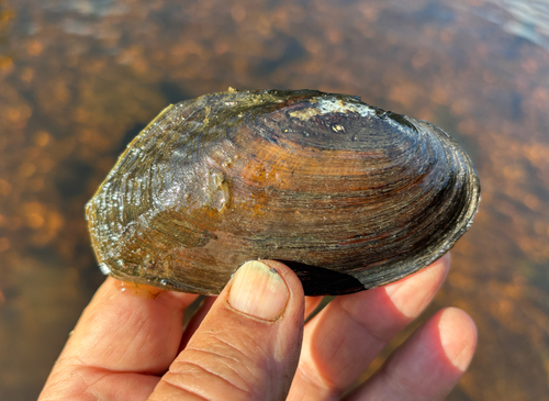 Flutedshell