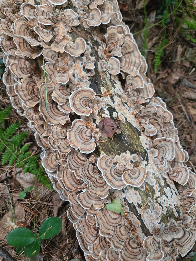turkey-tail · September 2026 · photo: Photo: no rights reserved · iNaturalist