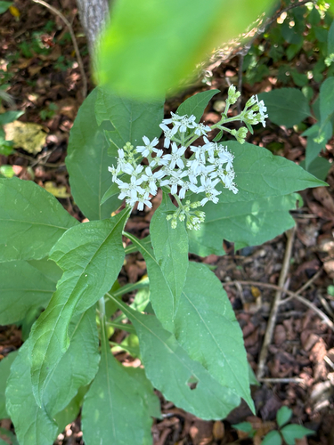 frostweed