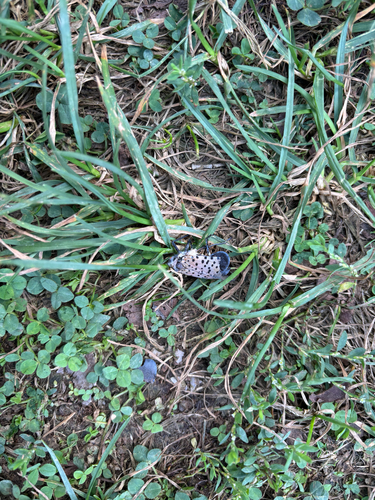 Spotted Lanternfly