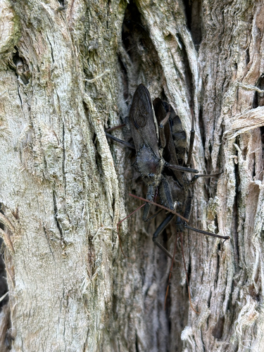 North American Wheel Bug