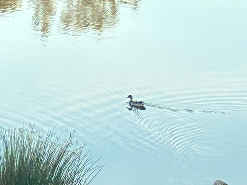 Mallard