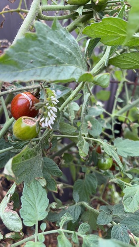 Hornworm Parasitoid Wasp