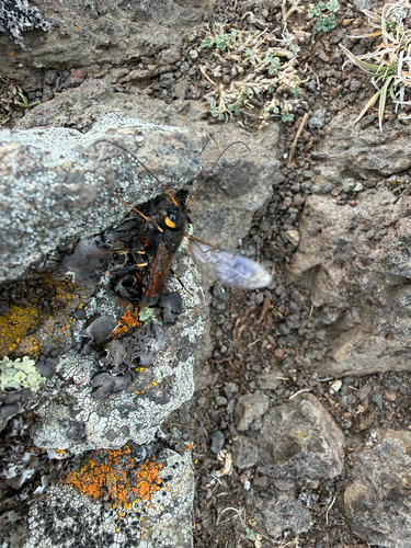 Yellow-horned Horntail